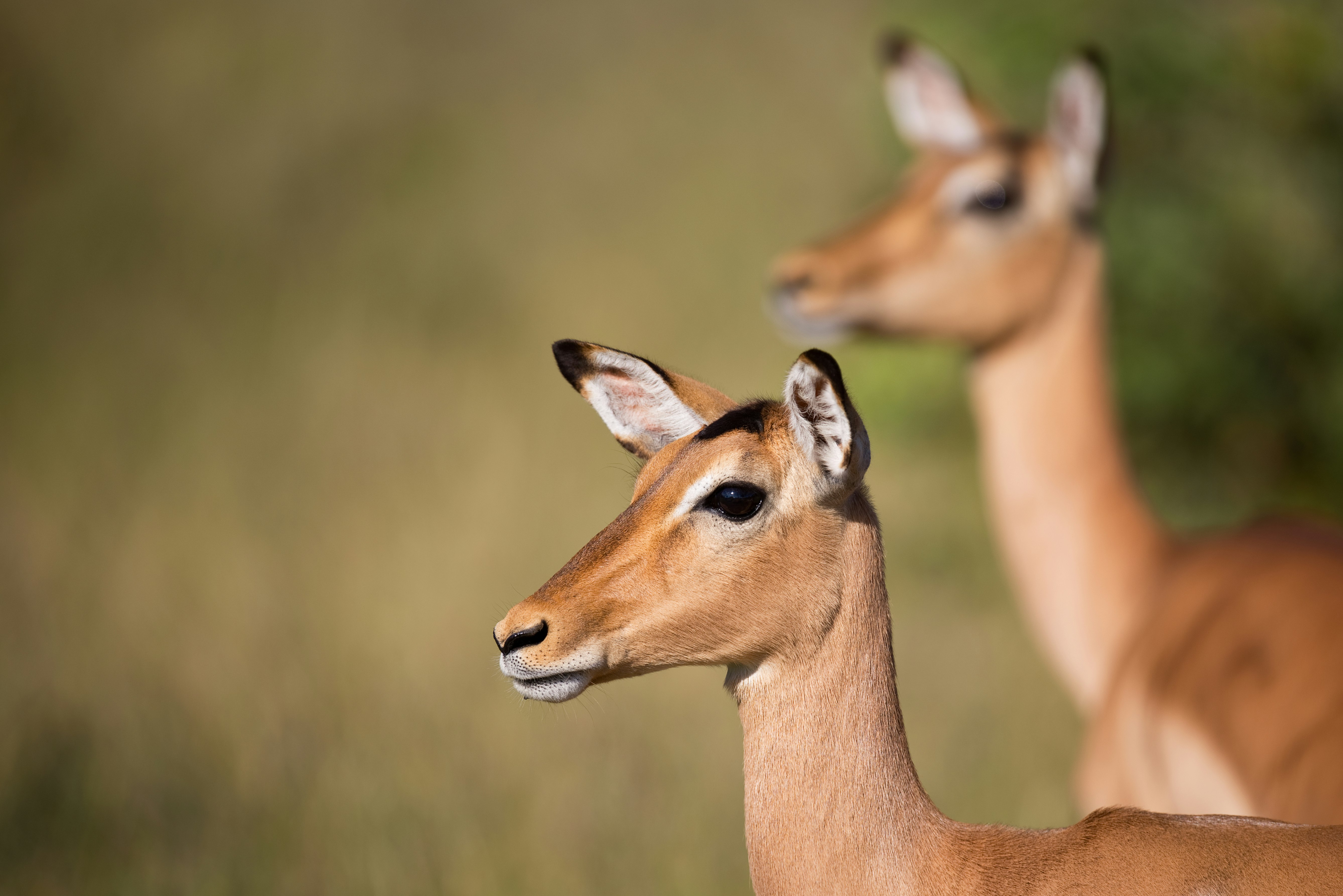 selective focus photo of brown deer